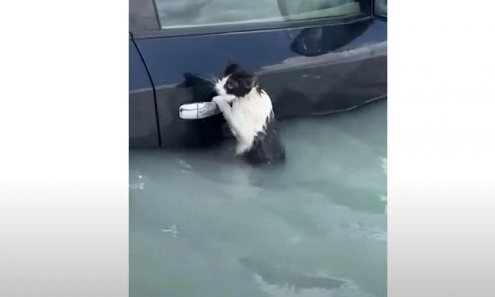 Ντουμπάι: Γάτα γραπώθηκε από χερούλι αυτοκινήτου για να σωθεί από τις πλημμύρες (βίντεο)